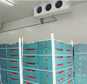 Frozen storage