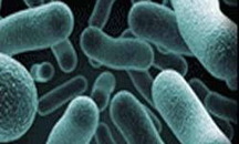 Bacillus Clausii