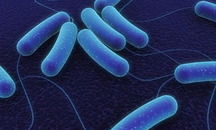 Bacillus Subtilis