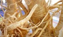 Ming aralia glue