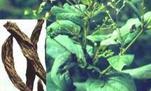 Scrophularia ningpoensis Hemsl