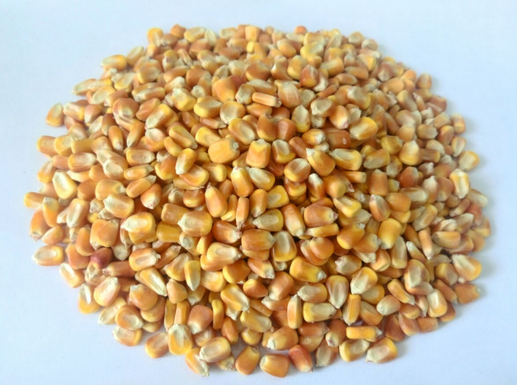 Corn seeds