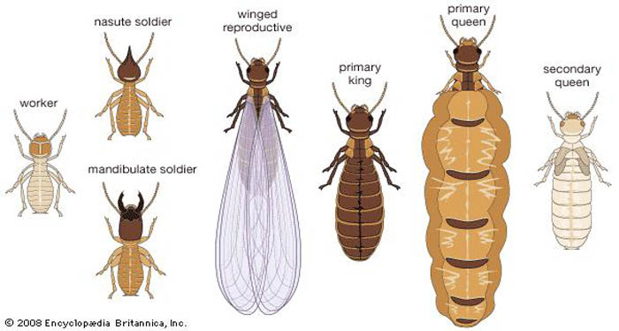 Termite prevention
