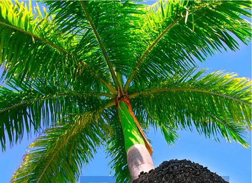 Activated carbon