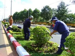Tree services