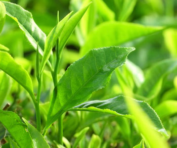 Green leaf tea