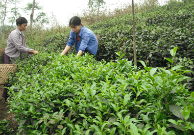 Trung Du tea