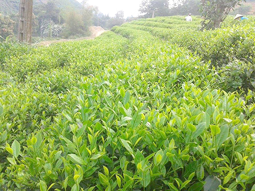 Trung Du tea