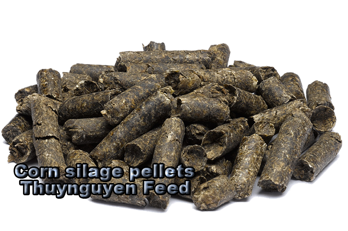 Corn Silage