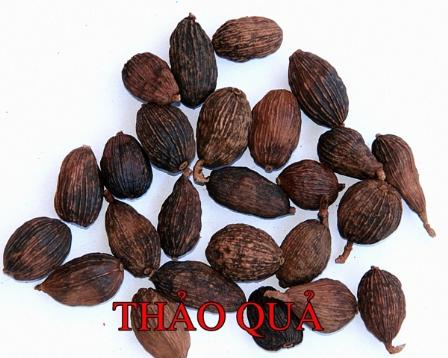 Amomum tsaoko
