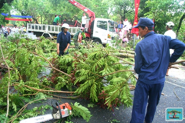 Tree care service
