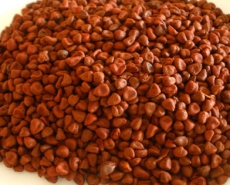 Seeds