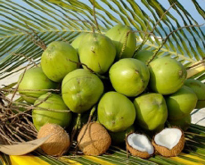 Mature coconut