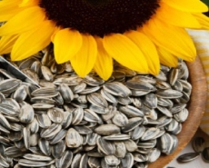 Sunflower seeds