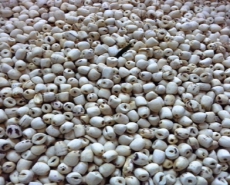 Lotus seeds