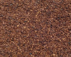 Brown sesame seeds