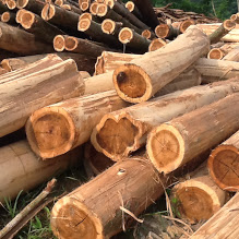 Acacia Wood