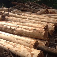 Acacia Wood