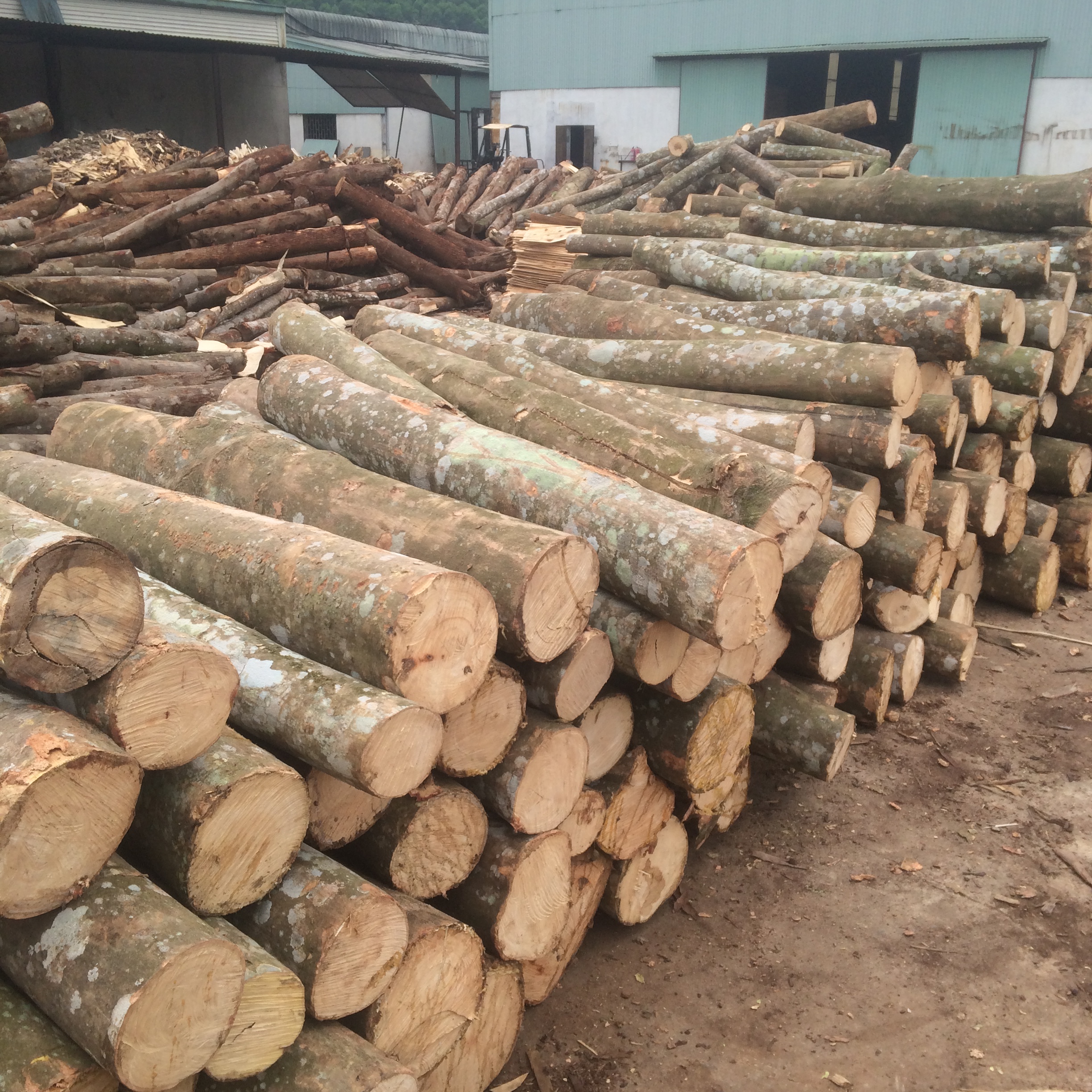 Acacia Wood