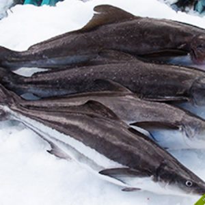 Whole cobbler fish