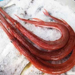 Trumpetfish
