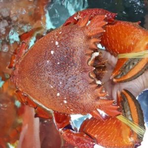 King crab