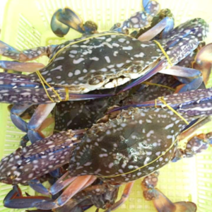 Live flower crab