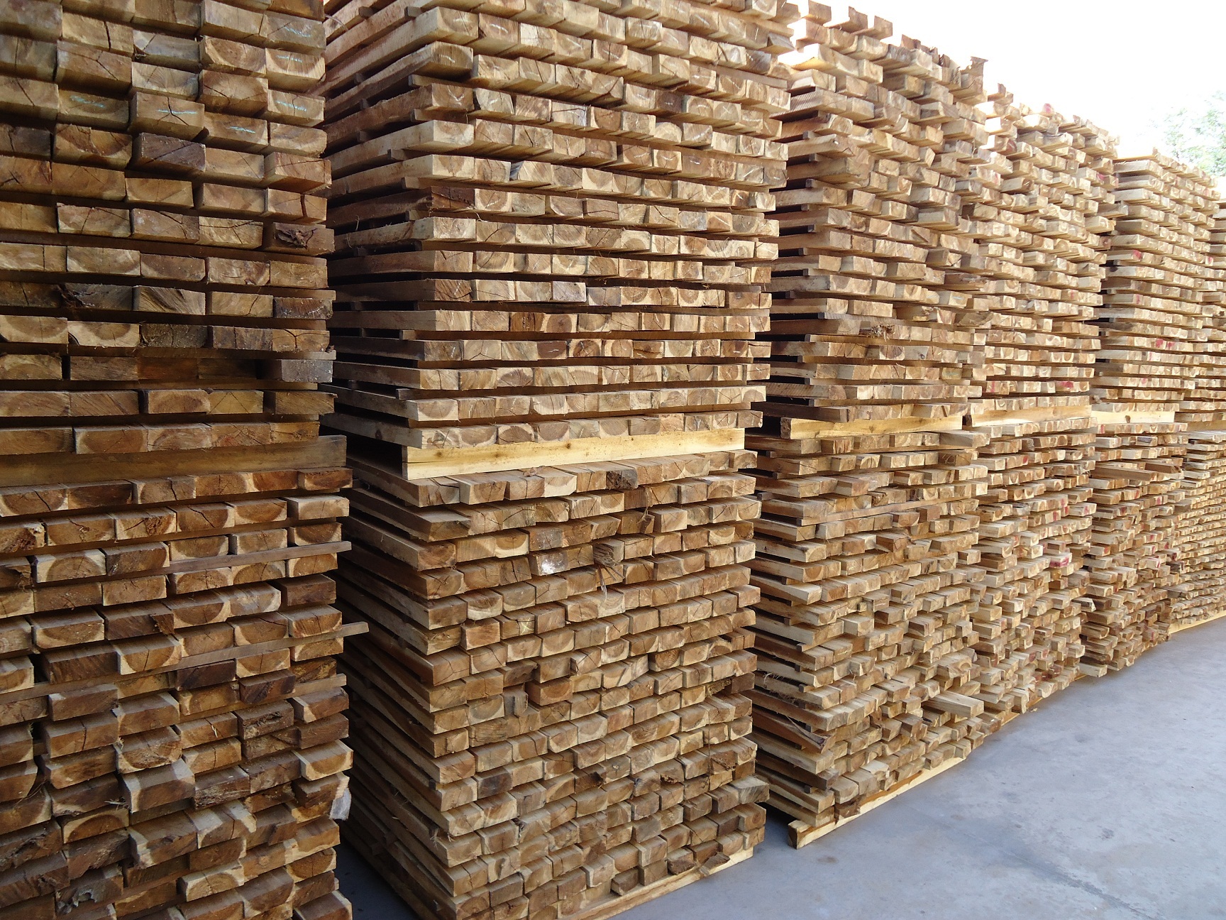 Melaleuca wood