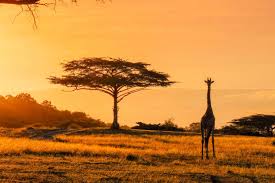 Africa travel