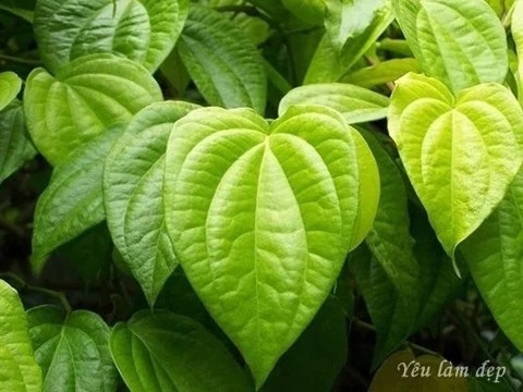 Betel leaf extract