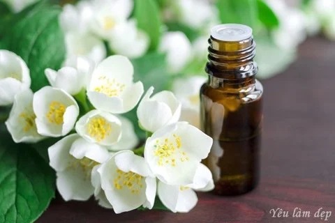 Jasmine essential oil