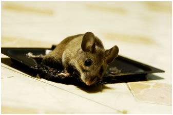 Mouse sticky trap
