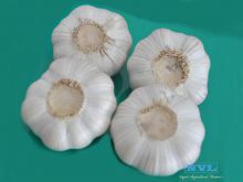 Black Garlic