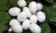 Silk Cocoon