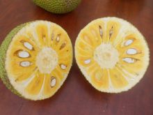 Jackfruit