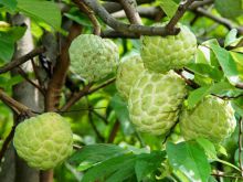 Custard Apple