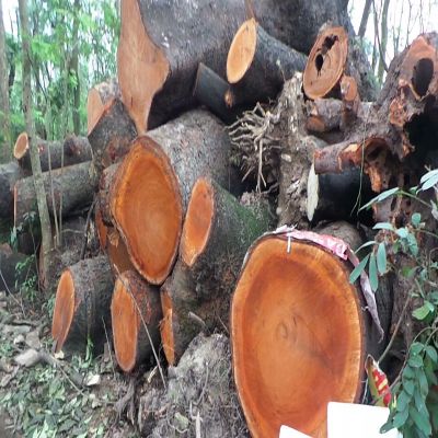 African mahogany round timber