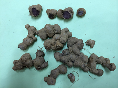 Black ginger