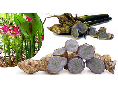 Black turmeric
