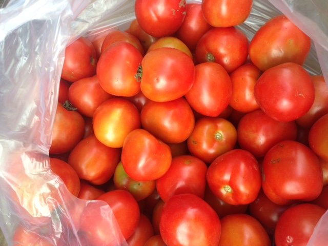 Tomato