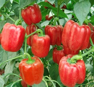 Bell Pepper