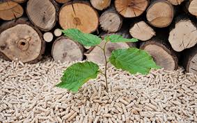 firewood