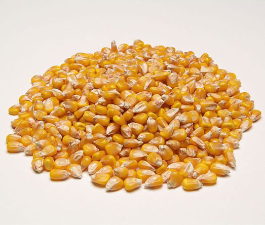 Corn seeds