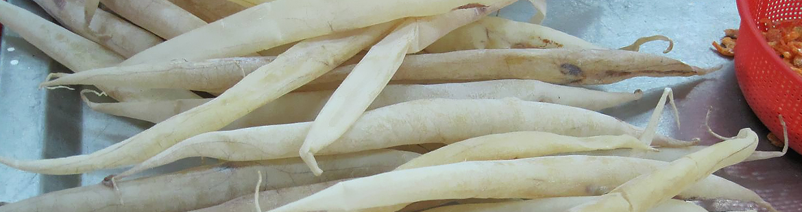 Fish maw