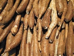 Fresh cassava