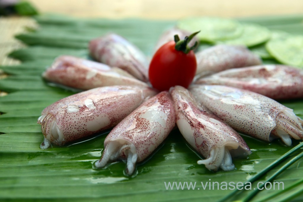 Squid
