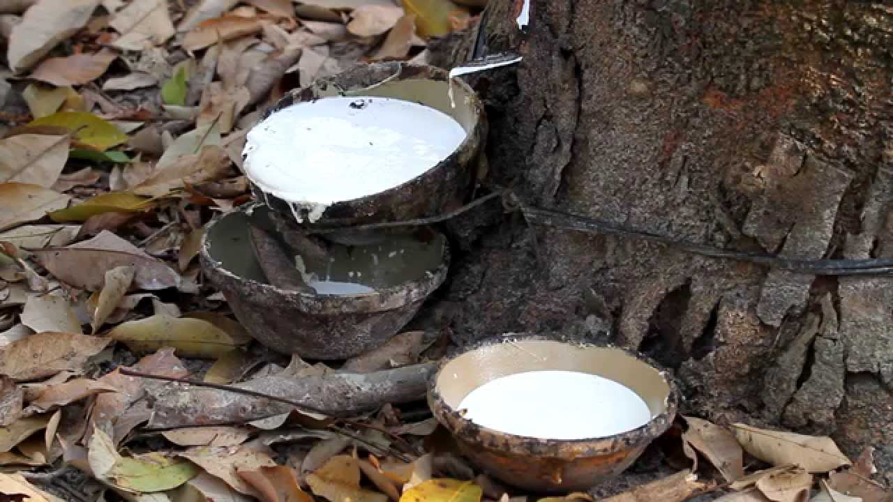 Natural Rubber Latex