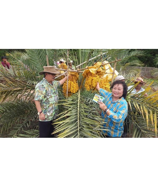Thailand organic fertilizers
