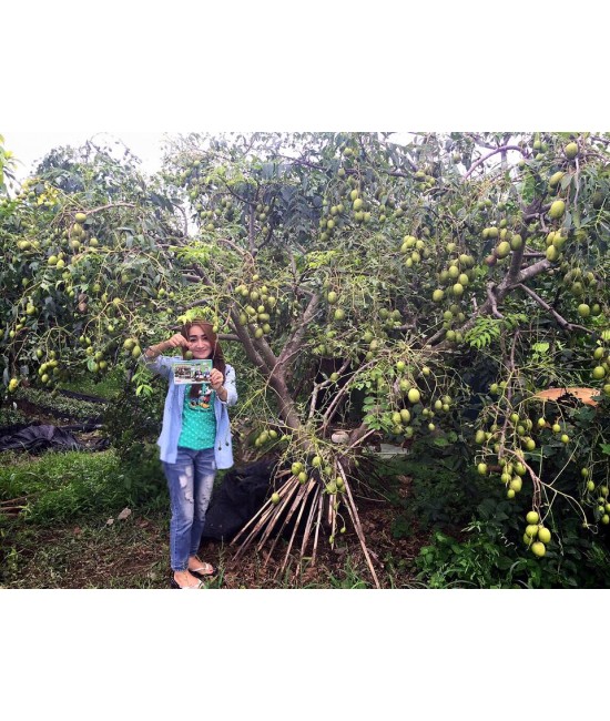 Thailand organic fertilizers