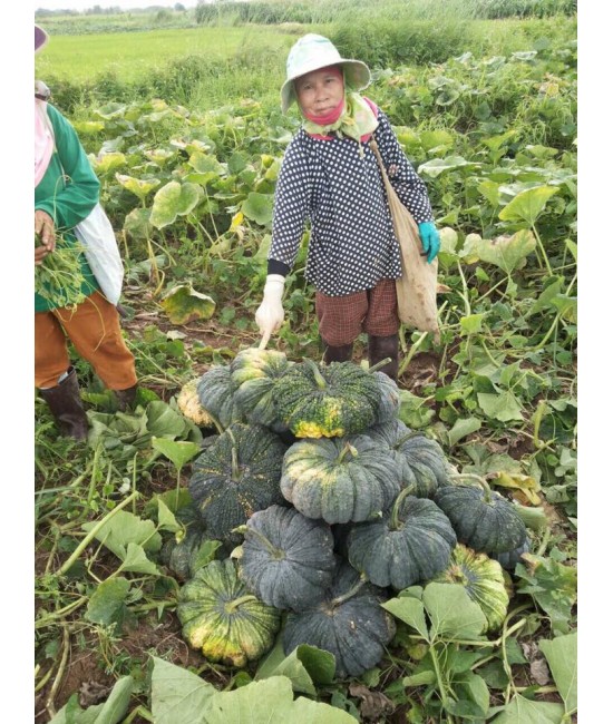 Thailand organic fertilizers